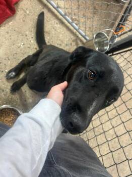 Labrador Retriever and Mixed Breed Dogs Available for Adoption in Calgary, Alberta - Chunk | PetCurious