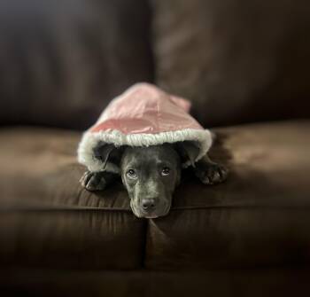 American Staffordshire Terrier Dogs Available for Adoption - Stormie | PetCurious