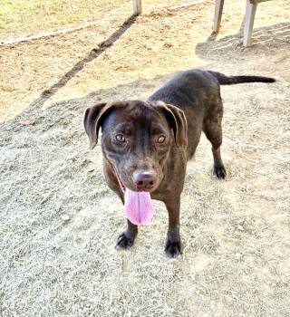 Rescue Labrador Retriever Dogs for Adoption in Senatobia, Mississippi - Lexi | PetCurious