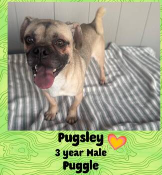 Rescue Puggle Dogs for Adoption in Mesa, Arizona - PUGSLEY – 3 YEAR MALE PUGGLE @ KIWANIS PARK IN TEMPE ON SATURDAY | PetCurious