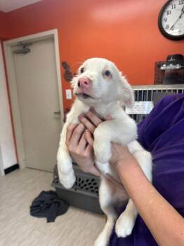 Moondancer -  Australian Shepherd and Mixed Breed Dog for Adoption in Marion, Ohio - Moondancer | PetCurious