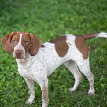 Wilder -  German Shorthaired Pointer and Mixed Breed Dog for Adoption in Brownsboro, Alabama - Wilder | PetCurious