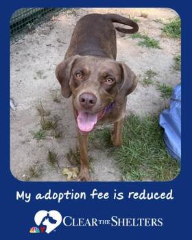 JESSIE -  Labrador Retriever and Mixed Breed Dog for Adoption in Brewster, Massachusetts - JESSIE | PetCurious