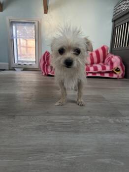 CHI CHI -  Yorkshire Terrier Dog for Adoption in Atascadero, California - CHI CHI | PetCurious