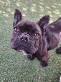 French Bulldog Dogs Available for Adoption in Woodland, California - *ROCKET | PetCurious
