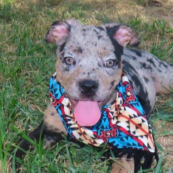 Rubik D70582 -  Pit Bull Terrier and French Bulldog Dog for Adoption in Minnetonka, Minnesota - Rubik D70582 | PetCurious