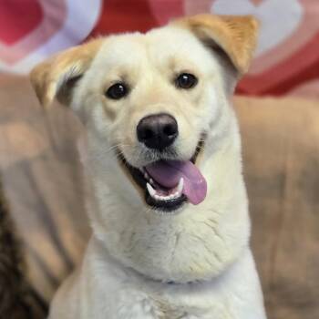 Labrador Retriever and Mixed Breed Dogs Available for Adoption - Sookie | PetCurious