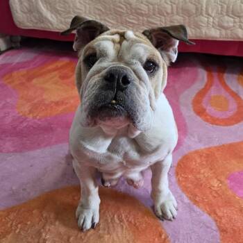 Elizabeth -  English Bulldog Dog for Adoption in Olathe, Kansas - Elizabeth | PetCurious