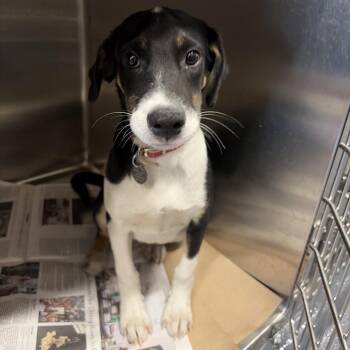 TX4057 Brooke -  Mixed Breed Dog for Adoption in Port Washington, New York - TX4057 Brooke | PetCurious