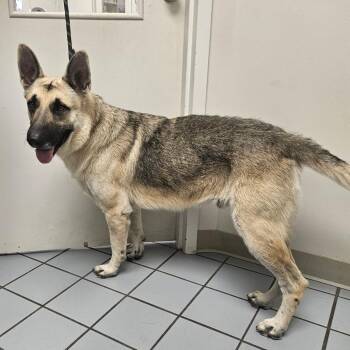Chap -  German Shepherd Dog Dog for Adoption in Tulsa, Oklahoma - Chap | PetCurious