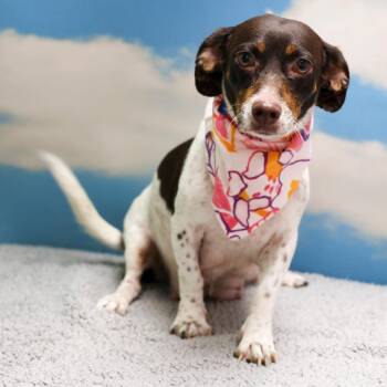 Lucy -  Dachshund and Chihuahua Dog for Adoption in Casa Grande, Arizona - Lucy | PetCurious