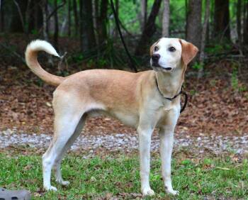 Labrador Retriever Dogs Available for Adoption in Willingboro, New Jersey - Junior | PetCurious