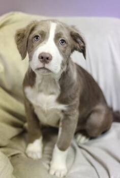 Steinem in NH. Come Meet our Adoptable Dogs Wednesday-Saturday.  -  Shepherd Dog for Adoption in Manchester, New Hampshire - Steinem In NH. Come Meet Our Adoptable Dogs Wednesday-Saturday.  | PetCurious