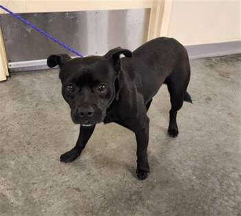 DUCK -  Staffordshire Bull Terrier and Mixed Breed Dog for Adoption in Tustin, California - DUCK | PetCurious