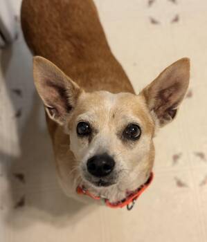 Millie -  Corgi and Chihuahua Dog for Adoption in Ooltewah, Tennessee - Millie | PetCurious