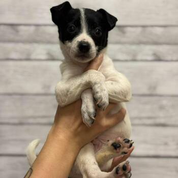 Ron -  Mixed Breed Dog for Adoption in Buffalo, Minnesota - Ron | PetCurious