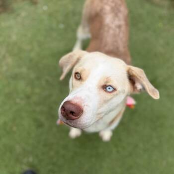 Labrador Retriever and Mixed Breed Dogs Available for Adoption in Tulsa, Oklahoma - Jiffy | PetCurious