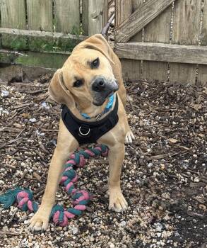 Blondie -  Hound and Labrador Retriever Dog for Adoption in Ellicott City, Maryland - Blondie | PetCurious