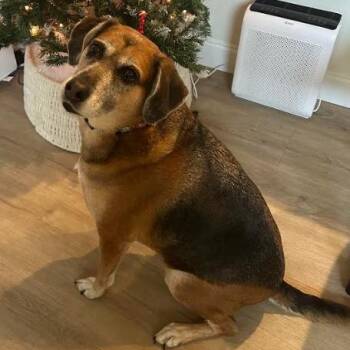 Rescue Hound Dogs for Adoption in Palm Harbor, Florida - Lana | PetCurious