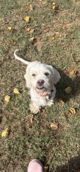 Rescue Lhasa Apso Dogs for Adoption in Richmond, Texas - Falkor | PetCurious