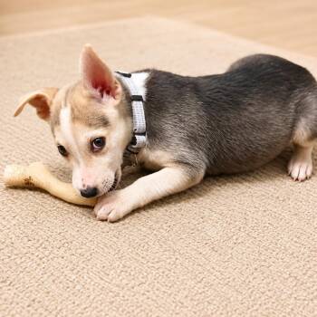Cupid -  Shepherd Dog for Adoption in Houston, Texas - Cupid | PetCurious