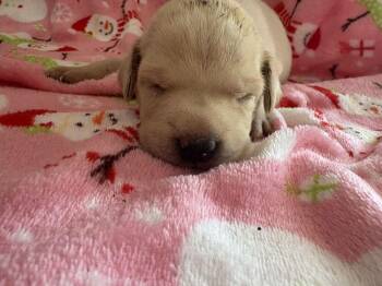 Epcot - Gavi -  American Bulldog Dog for Adoption in Lakeland, Florida - Epcot - Gavi | PetCurious