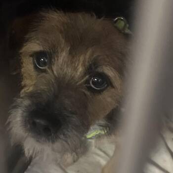 Henry -  Mixed Breed and Terrier Dog for Adoption in Summerlee, West Virginia - Henry | PetCurious