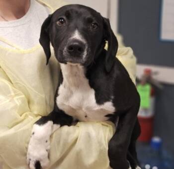 Black Labrador Retriever Dogs Available for Adoption - Crowley | PetCurious