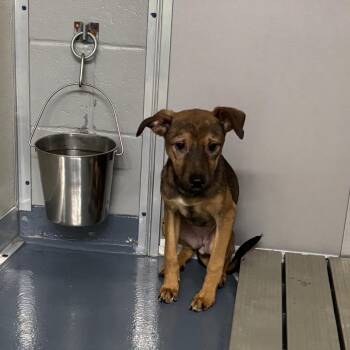 Beatrice -  Shepherd and Mixed Breed Dog for Adoption in Galax, Virginia - Beatrice | PetCurious