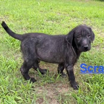 Scrappy (20260603-06) -  Black Labrador Retriever and Great Pyrenees Dog Available for Adoption in Niagara Falls, Ontario - Scrappy (20260603-06) | PetCurious