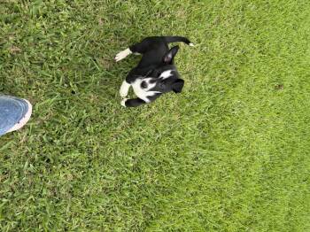 Florence -  Chihuahua Dog for Adoption in Louise, Texas - Florence | PetCurious