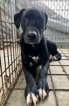 Rescue Great Dane Dogs for Adoption in Lawrenceville, Illinois - Cash | PetCurious