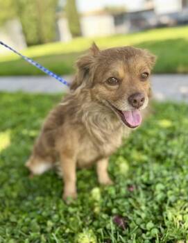 Beaver -  Pomeranian and Chihuahua Dog for Adoption in Victorville, California - Beaver | PetCurious