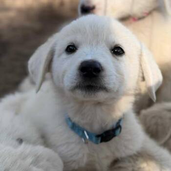 Great Pyrenees Dogs Available for Adoption - Reba | PetCurious