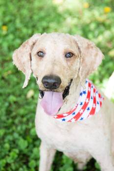 Junior -  Goldendoodle Dog for Adoption in Franklin, Tennessee - Junior | PetCurious