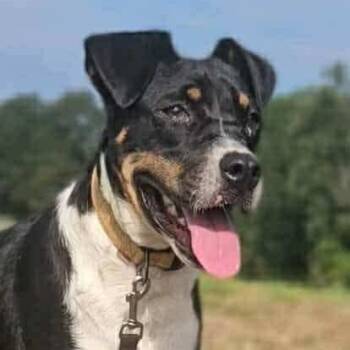 Rescue Mixed Breed Dogs for Adoption in Perryville, Arkansas - Woody | PetCurious