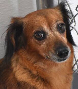 Dachshund and Chihuahua Dogs Available for Adoption - Gisselle In TN | PetCurious