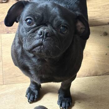 Ember -  Pug Dog for Adoption in Amarillo, Texas - Ember | PetCurious