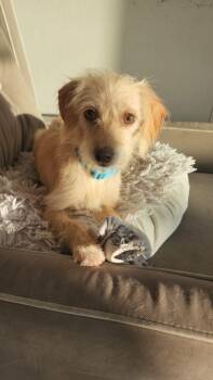 Rescue Schnauzer and Mixed Breed Dogs for Adoption in Los Angeles, California - Sara Bellum | PetCurious