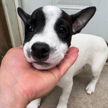 Otis -  Australian Cattle Dog Blue Heeler and Mixed Breed Dog for Adoption in West Des Moines, Iowa - Otis | PetCurious