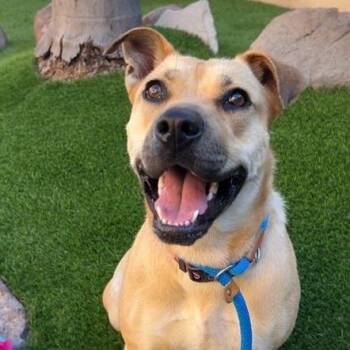 Lilac -  German Shepherd Dog and Mixed Breed Dog for Adoption in Long Beach, California - Lilac | PetCurious