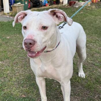 Boxer Dogs Available for Adoption in Andover, Massachusetts - Snow | PetCurious