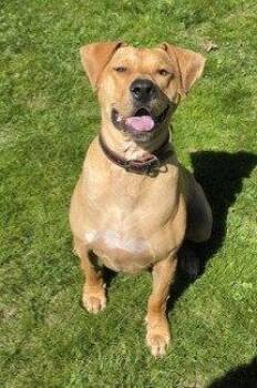 Labrador Retriever Dogs Available for Adoption in Boonton, New Jersey - XP Micah | PetCurious