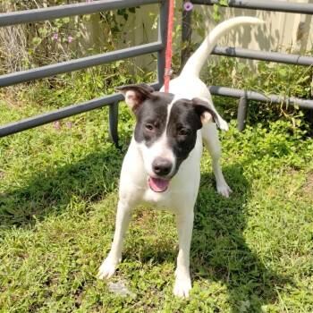 Rescue Labrador Retriever and Pit Bull Terrier Dogs for Adoption in Corsicana, Texas - Harley Quinn D47283 | PetCurious