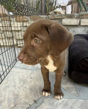 Biscuit -  Pit Bull Terrier Dog for Adoption in Bonita, California - Biscuit | PetCurious