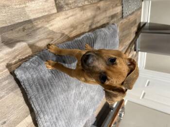Melvin -  Mountain Cur Dog for Adoption in Roxbury Township, New Jersey - Melvin | PetCurious