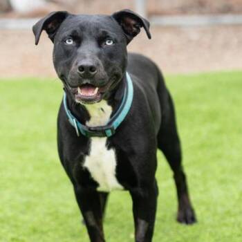 DELTA -  Pit Bull Terrier and Mixed Breed Dog for Adoption in Camarillo, California - DELTA | PetCurious
