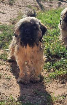 Rescue Terrier and Shih Tzu Dogs for Adoption in Uxbridge, Massachusetts - Rue | PetCurious