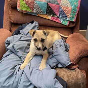 Mixed Breed Dogs Available for Adoption - Digby | PetCurious