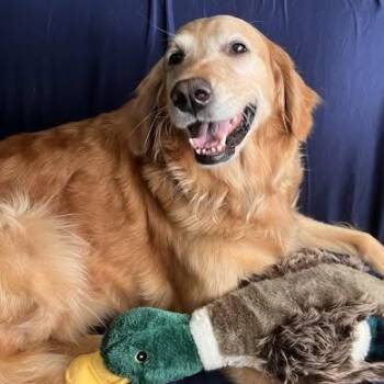 Annabelle -  Golden Retriever and Mixed Breed Dog for Adoption in Freeport, Florida - Annabelle | PetCurious